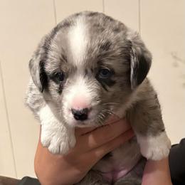 Sweetheart - Blue merle and white female Cardigan Welsh Corgi puppy in Henderson, Texas from R&R Cardigan Corgis