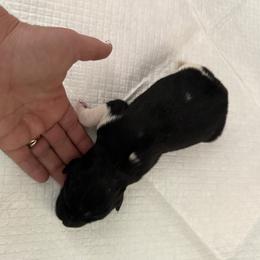 Newfoundland Puppies from Amanda Robinson