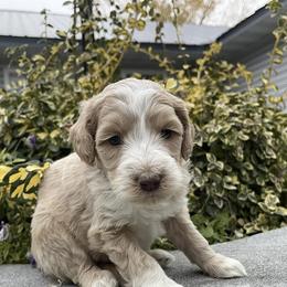 Aussiedoodle, Goldendoodle, Poodle, and Sheepadoodle Puppies from Draper Mountain Doodles