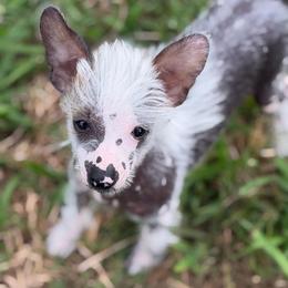 Cora - AKC.   SOLD - Pink and slate female Chinese Crested puppy in Rockwall (Dallas Area), Texas from Ridgelake Ranch Chinese Cresteds