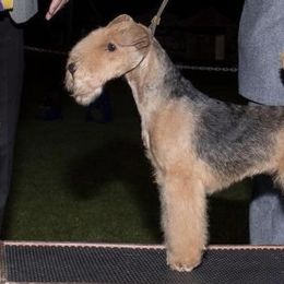 Lakeland Terriers from KesLake Kennel