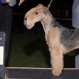 Lakeland Terriers from KesLake Kennel