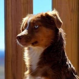 Jinx - Miniature Australian Shepherd