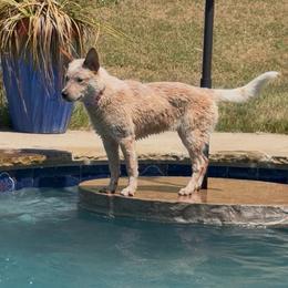 Ruby with training - Red speckled female Australian Cattle Dog puppy in Scurry, Texas from RedHorizon AKC Australian Cattle Dogs (Heelers)