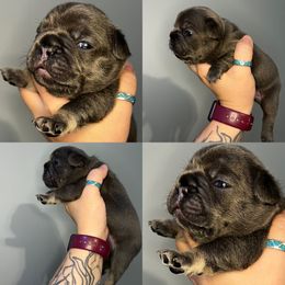 French Bulldog Puppies from K&J Frenchies