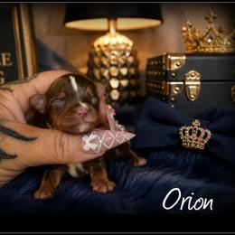 Orion - Chocolate and tan male Yorkshire Terrier puppy in Warren, Michigan from Danielle's Yorkie Babies