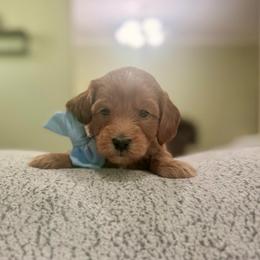 Blue collar boy - Red  male Goldendoodle puppy in Dupont, Washington from Willow Tree Doodles
