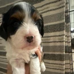 Kingston - Black and white male Cavapoo puppy in Santaquin, Utah from Willow & Wag Farm