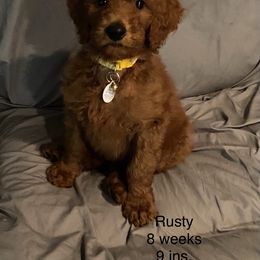 Goldendoodle and Poodle Puppies from Brown’s Poodles & Doodles
