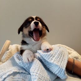 Pembroke Welsh Corgi Puppies from Patrick's Pembroke Welsh Corgis