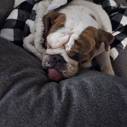 Rosie - Red brindle and white female Bulldog puppy in Albany, Oregon from Red Cloud Australian Shepherds and DeGray Great Danes & Bulldogs