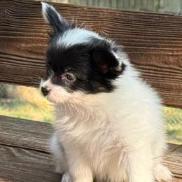 Beth - White black and tan female Papillon puppy in Benton, Arkansas from Mama's Pride