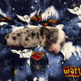 Butter - Blue merle male Miniature Australian Shepherd puppy in Murfreesboro, Tennessee from Skye’s Waggin’ Aussies