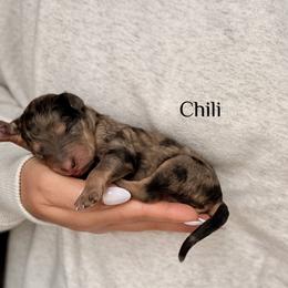 Chili - Merle male Bernedoodle puppy in Pennsylvania from Bells Bernedoodles
