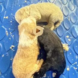 Bernedoodle and Goldendoodle Puppies from Big Island Goldendoodles