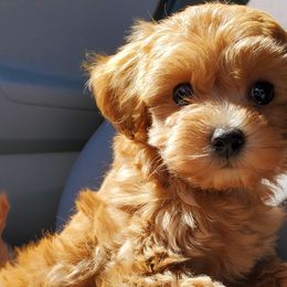 Aussiedoodles, Bernedoodles, Goldendoodles, and Poodles from Loula's Poodles and Doodles