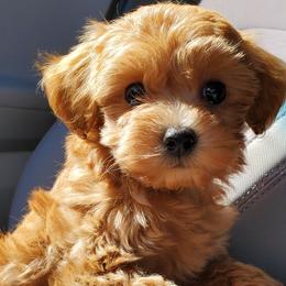 Aussiedoodles, Bernedoodles, Goldendoodles, and Poodles from Loula's Poodles and Doodles