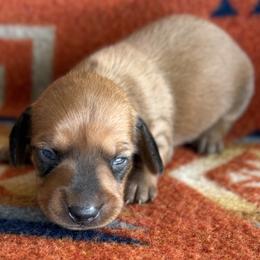 Mocha - Chocolate female Dachshund puppy in Okeechobee, Florida from HotShot Kennels