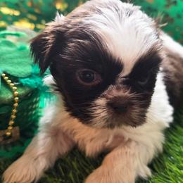 Bella (Brittany) - Chocolate female Shih Tzu puppy in Brighton, Missouri from Morningstar's Shih Tzu