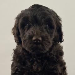 Girl 1 - Australian Labradoodle puppy in Maysville, Oklahoma from Southern Oklahoma Labradoodles