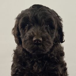 Girl 1 - Australian Labradoodle puppy in Maysville, Oklahoma from Southern Oklahoma Labradoodles