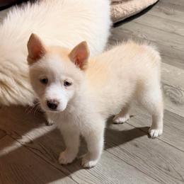 Kahlua male cream - White male Pomsky puppy in Enid, Oklahoma from Mile Hi Pomskies