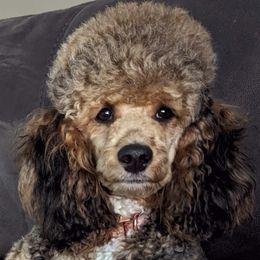 Octavia - Poodle