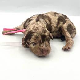 Sprinkles - Merle female Bernedoodle puppy in Mount Pleasant, Tennessee from Doodle My Heart