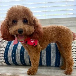 Nina - Poodle