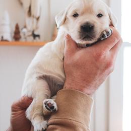 Sprinkle - Light golden female Golden Retriever puppy in Mason, Michigan from Sweet Breeze Acres