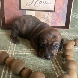 Scout - Brindle male Dachshund puppy in Sharon Springs, New York from Show Us The Way Homestead