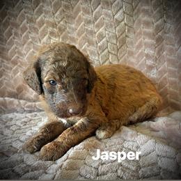 Jasper - Brown male Poodle puppy in Athens, Georgia from Alexander’s Standard Poodles
