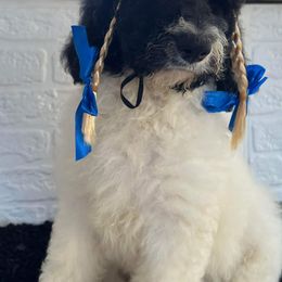 Goldendoodle and Poodle Puppies from Elizabeth Rocha's Doodles