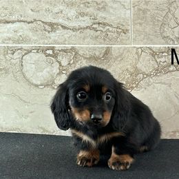 Dachshund Puppies from Bedrock Dachshunds