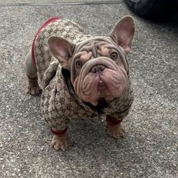 Velvet - French Bulldog
