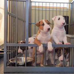 Bull Terrier Puppies from Old England Bull Terriers