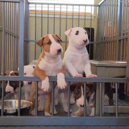 Bull Terrier Puppies from Old England Bull Terriers