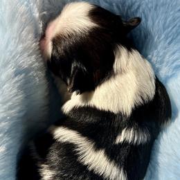 Clint - Tricolor male Shih Tzu puppy in Silver Lake, Oregon from Bling Shih Tzu