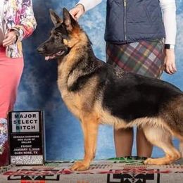 Kaitlyn - German Shepherd