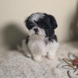 Millie - Black and white female Shih Tzu puppy in Kings Mountain, North Carolina from Britany's Shih Tzus