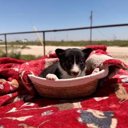 Tempest - Tri-color female Border Collie puppy in Odessa, Texas from High Velocity Stockdogs
