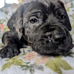 Molosser (Bully x) Puppies from Riot River Mastiffs