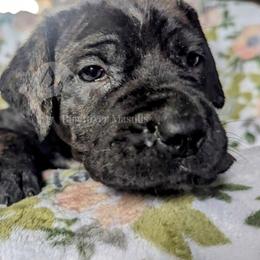 Molosser (Bully x) Puppies from Riot River Mastiffs