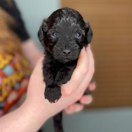 Espeon - Chocolate sable female Havapoo puppy in Surprise, Arizona from Huckleberry Doodles