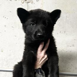 Girl 5 - female German Shepherd puppy in Higbee, Missouri from Kyon Kennel LLC