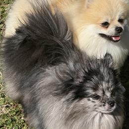 Pomeranians from Cristina Padilla