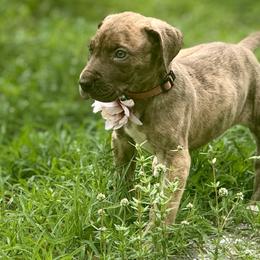 Parmasian - Chocolate brindle female Great Dane puppy in Lehigh Acres, Florida from Florida Wrinkles