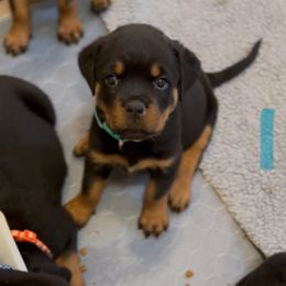 Teal collar - Black and mahogany female Rottweiler puppy in Birmingham, Alabama from K&B Rotts