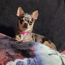 Leia - Chihuahua