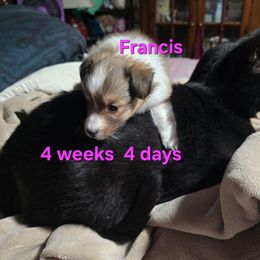 LITTLE Francis Special Holiday Price Through Nov 30 - Sable and white female Shetland Sheepdog puppy in Houston, Texas from LaLa's Lilliputian Lassies